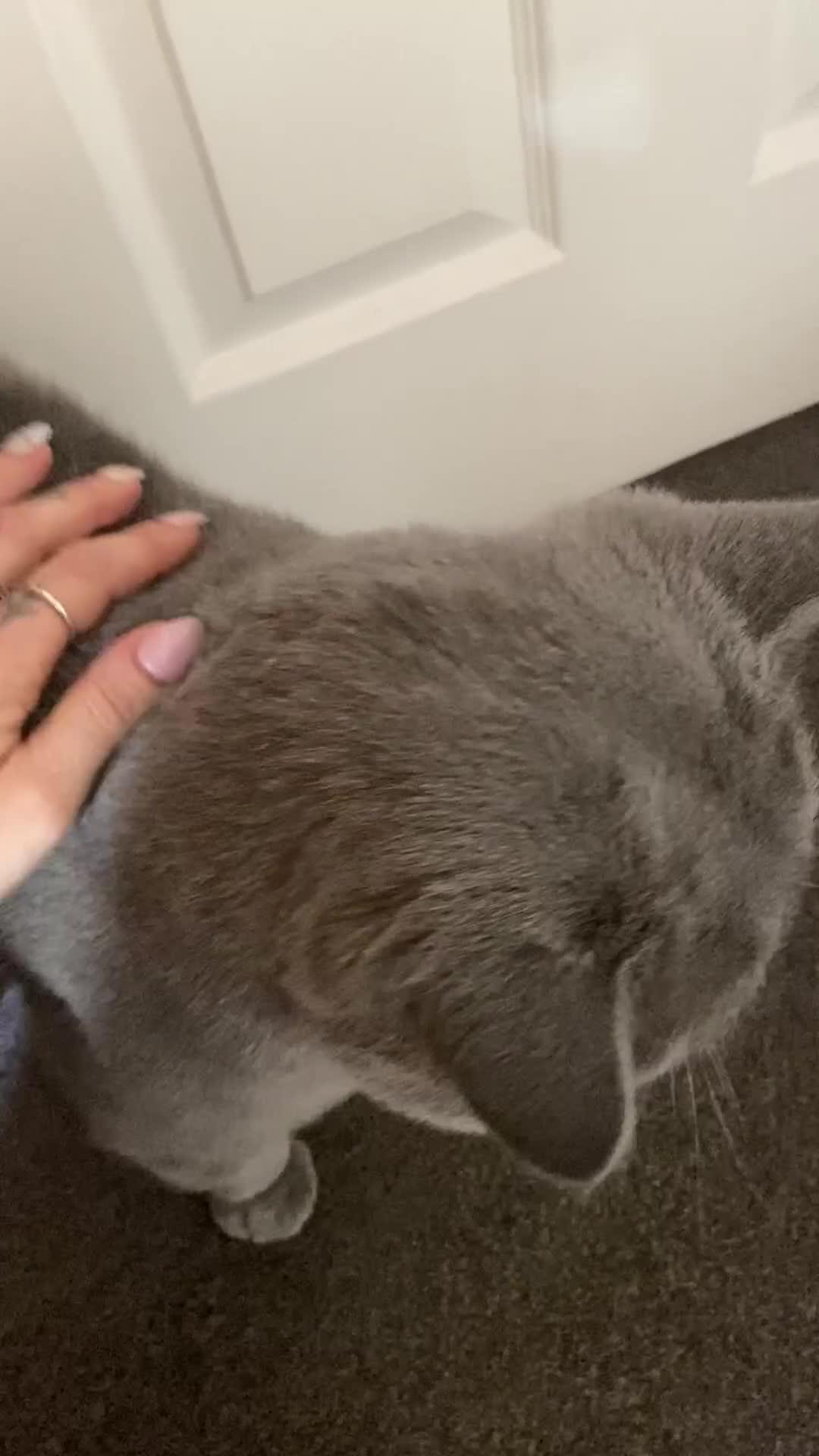 British Shorthair cats for stud: ❤️XXL GCCF active BSH handsome stud Prince❤️ in Manchester - Video 3