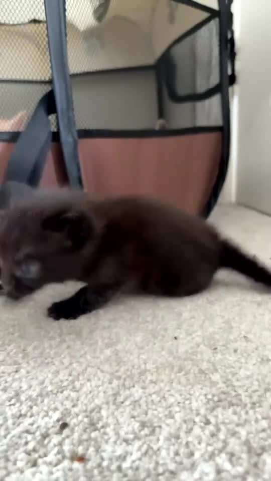 Mixed Breed cats for sale: Full black half snow Bengal kitten - Video 1