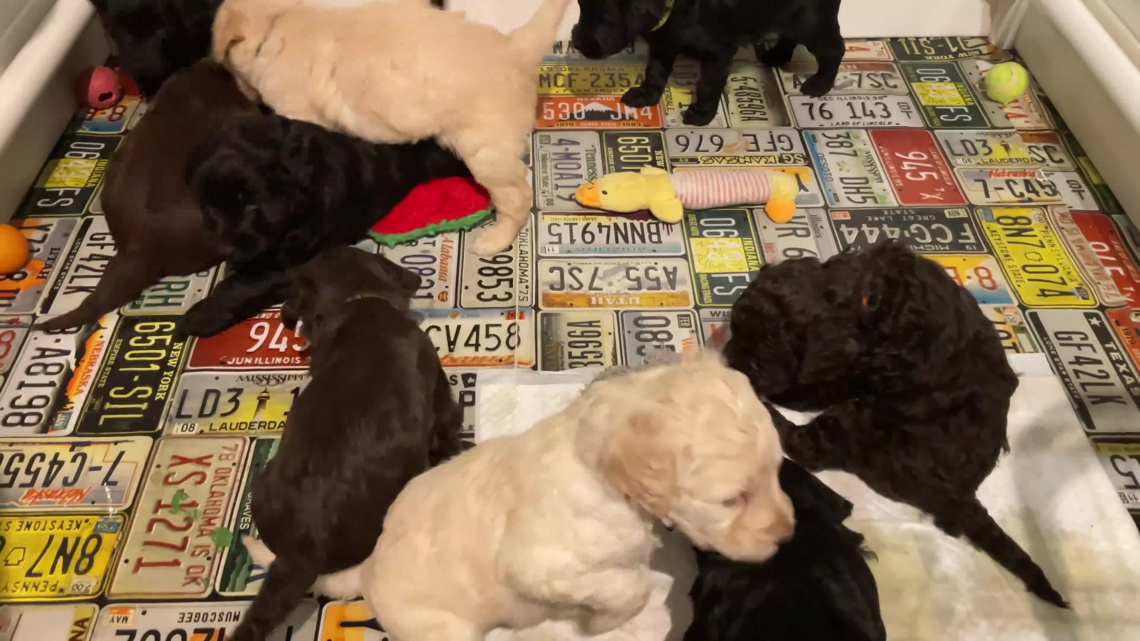 Goldendoodle dogs for sale: REDUCED FROM £2250!! DNA TESTED MULTI-GEN PUPPIES  - Video 1