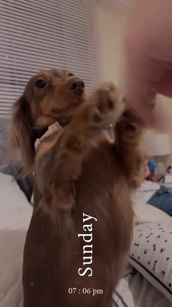 Dachshund dogs for sale:  long haired dachshund GIRL  - Video 2