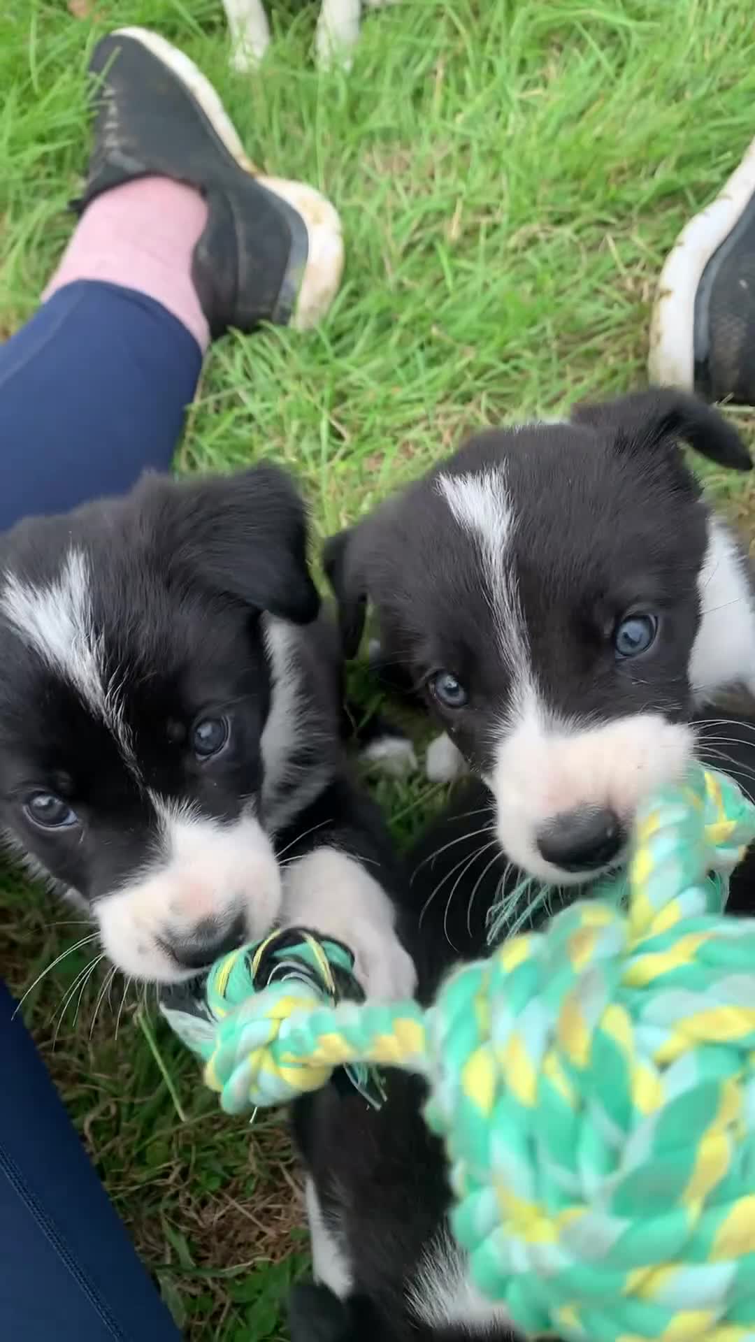 Border Collie dogs for sale: Beautiful collie pups looking for forever homes in Bude - Video 1