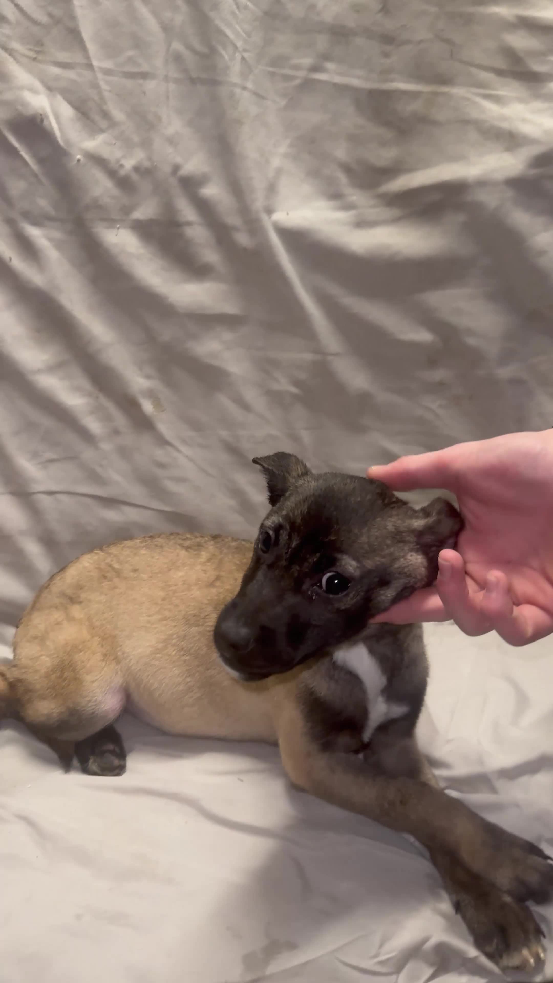 Mixed Breed dogs for sale: Belgian shepherd cross puppies - Video 2