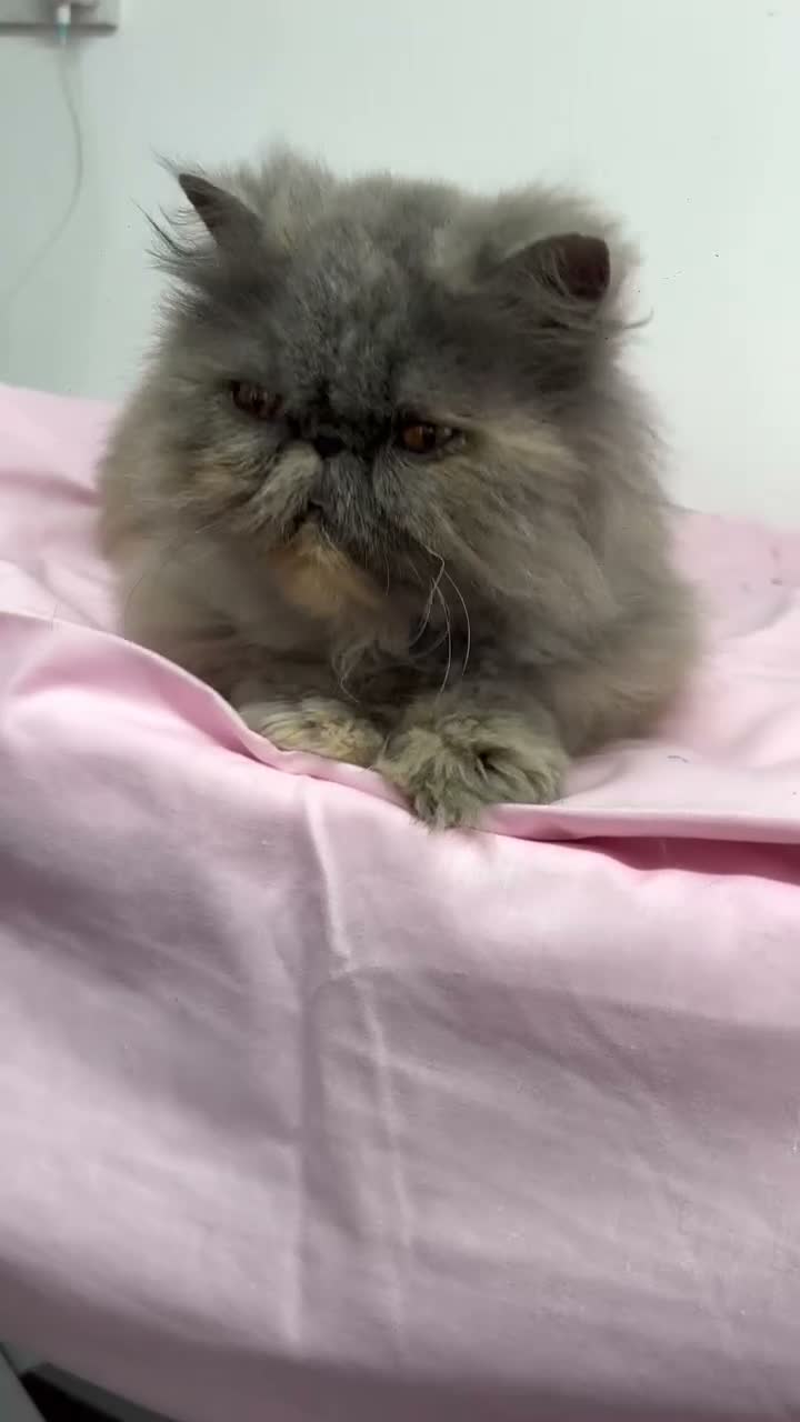 Persian cats for sale: Gccf registered active female Persian  - Video 1