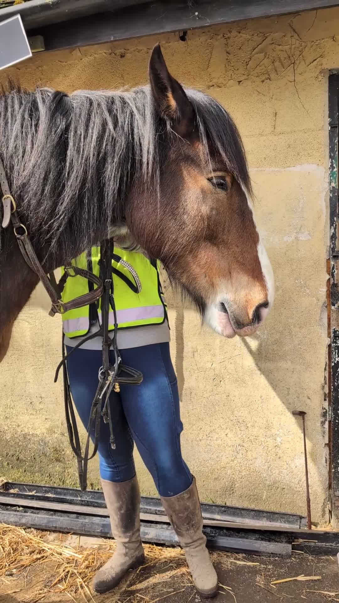 Shire horses for sale: Bruno 18.3 registered shire gelding  - Video 1