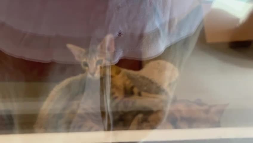 Savannah cats for sale: F7 brown & charcoal spotted savannah kittens - Video 1