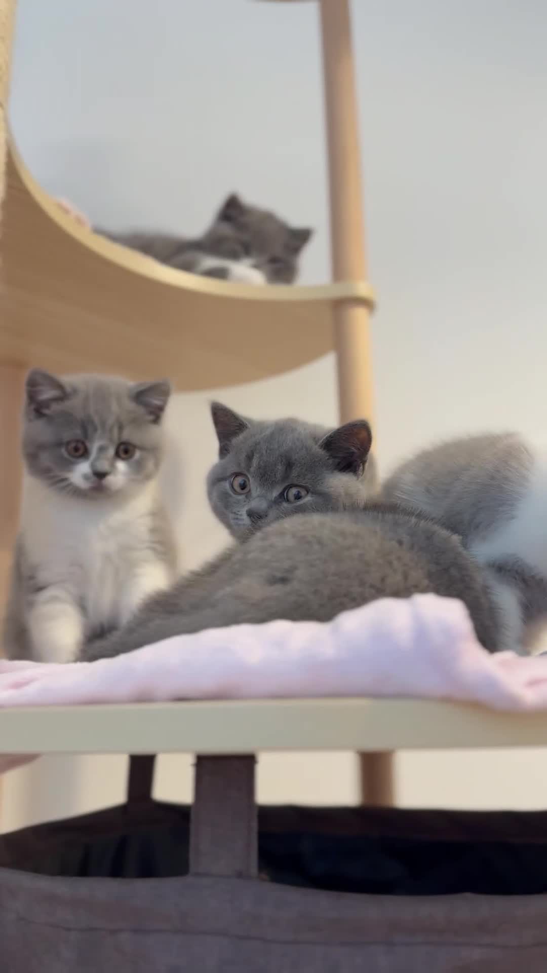 British Shorthair cats for sale: British shorthair-TICA pedigree,champion bloodline - Video 1