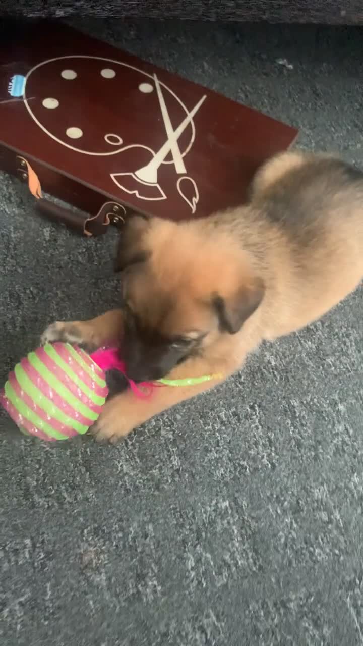 Mixed Breed dogs for sale: Belgian malinois cross border collie  - Video 2