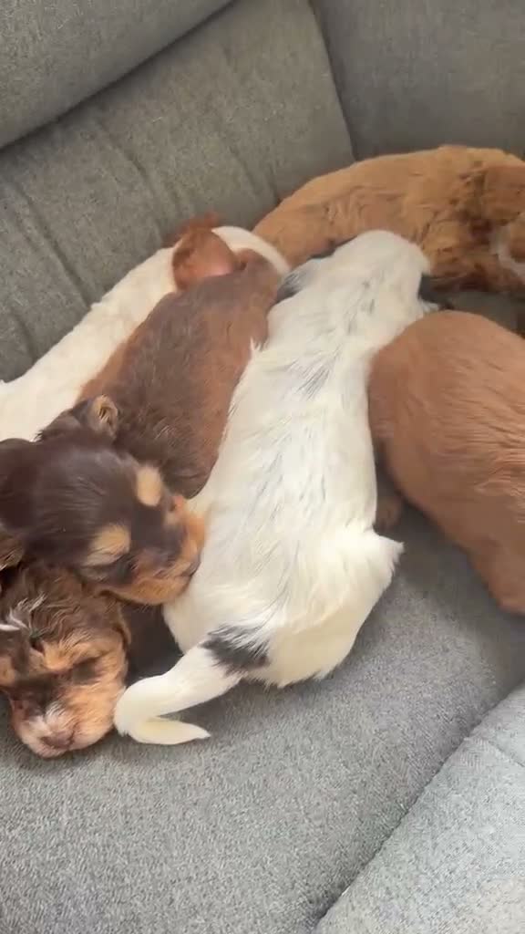 Cockapoo dogs for sale: Cockapoo puppies in Fareham - Video 3