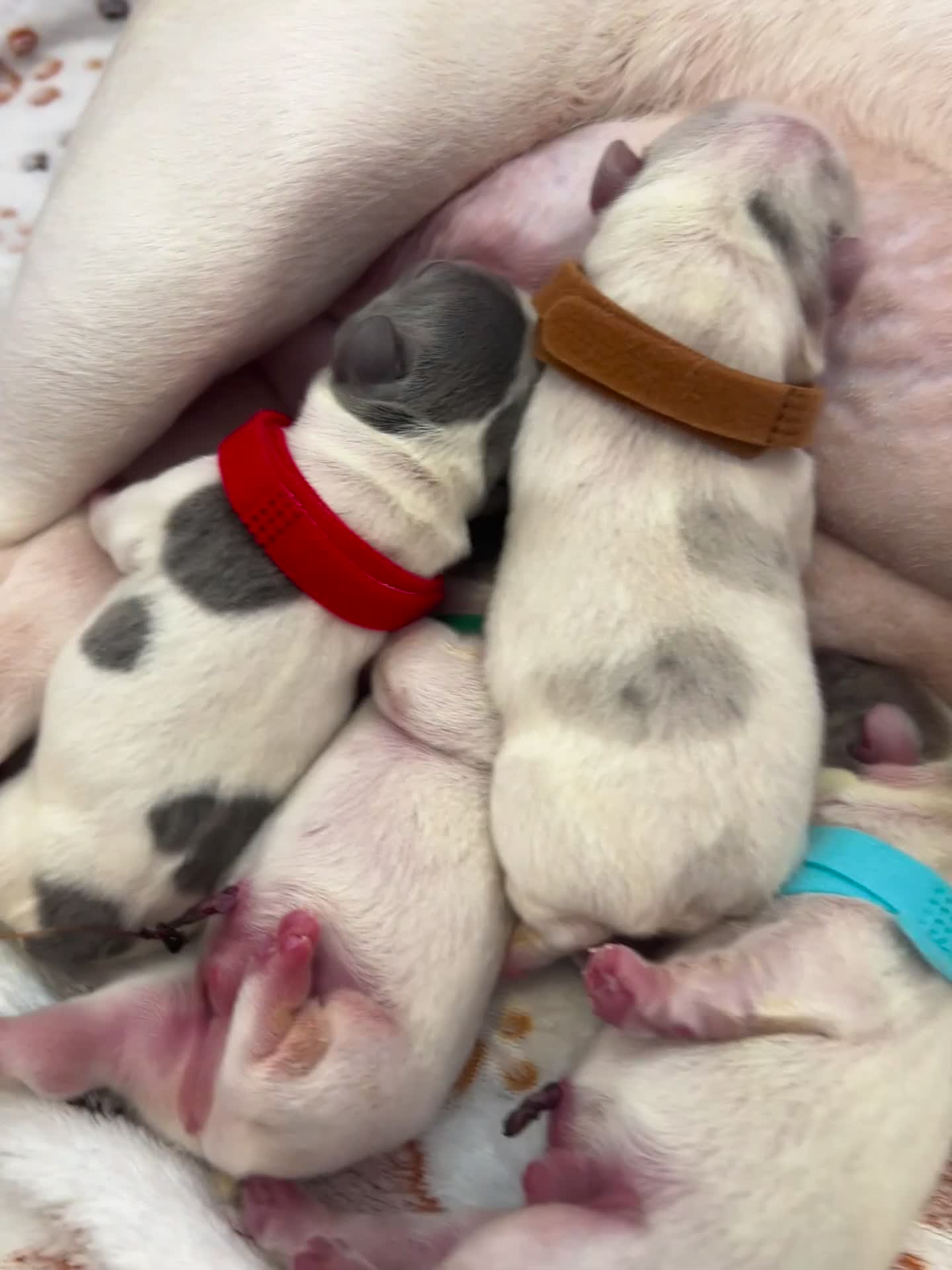 French Bulldog dogs for sale: 🐾 5⭐ DWKC Registered Puppies 🐾 - Video 1