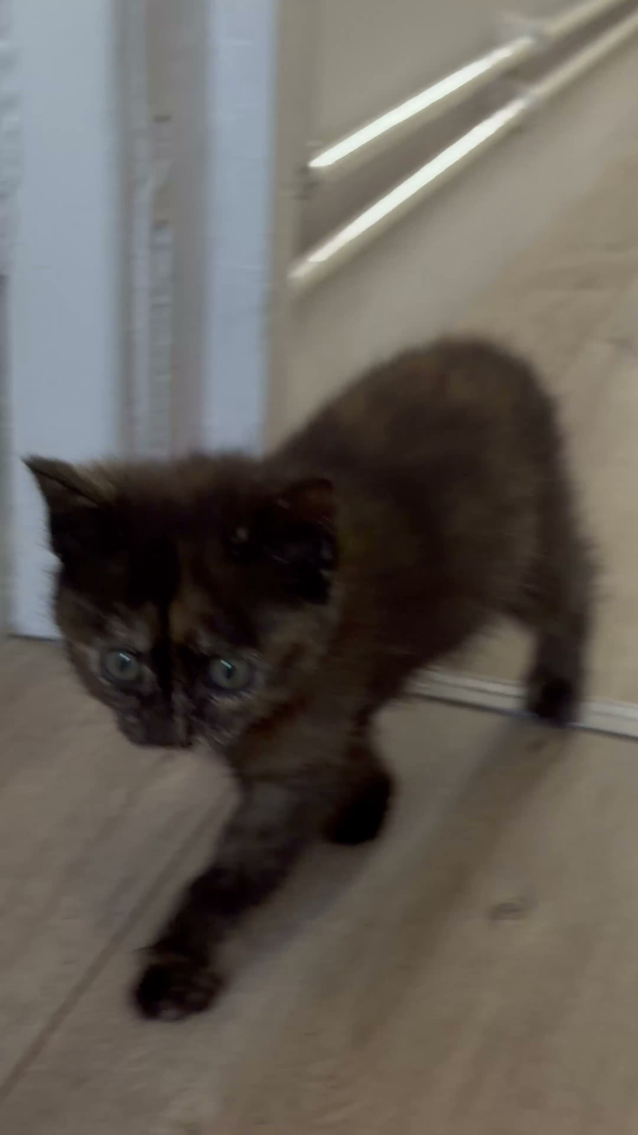 Mixed Breed cats for sale: Tortie female - Video 2