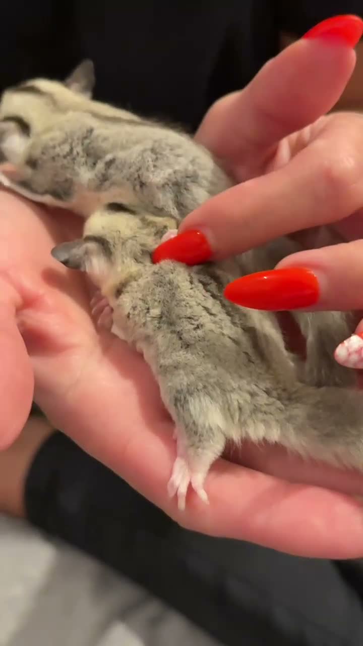 Sugar Glider rodents for sale: Two Beautiful Female Sugar Glider Sisters  in Burton-on-Trent - Video 1