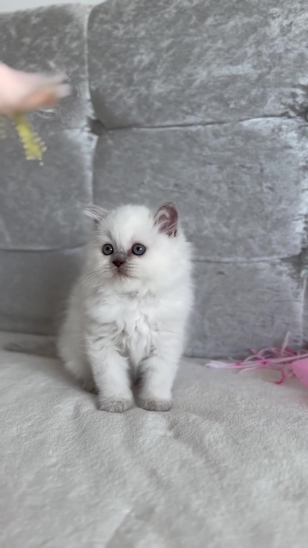 Scottish Fold cats for sale: 👑Beautiful Scottish Straight👑 - Video 1