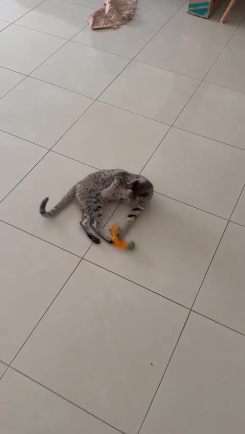 Mixed Breed cats for adoption: TINY - GIRL BIG PERSONALITY FUN AFFECTIONATE  - Video 1