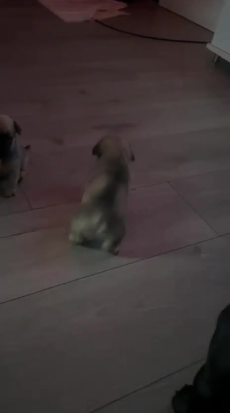 Mixed Breed dogs for sale: Mixed breed puppies for sale - Video 3