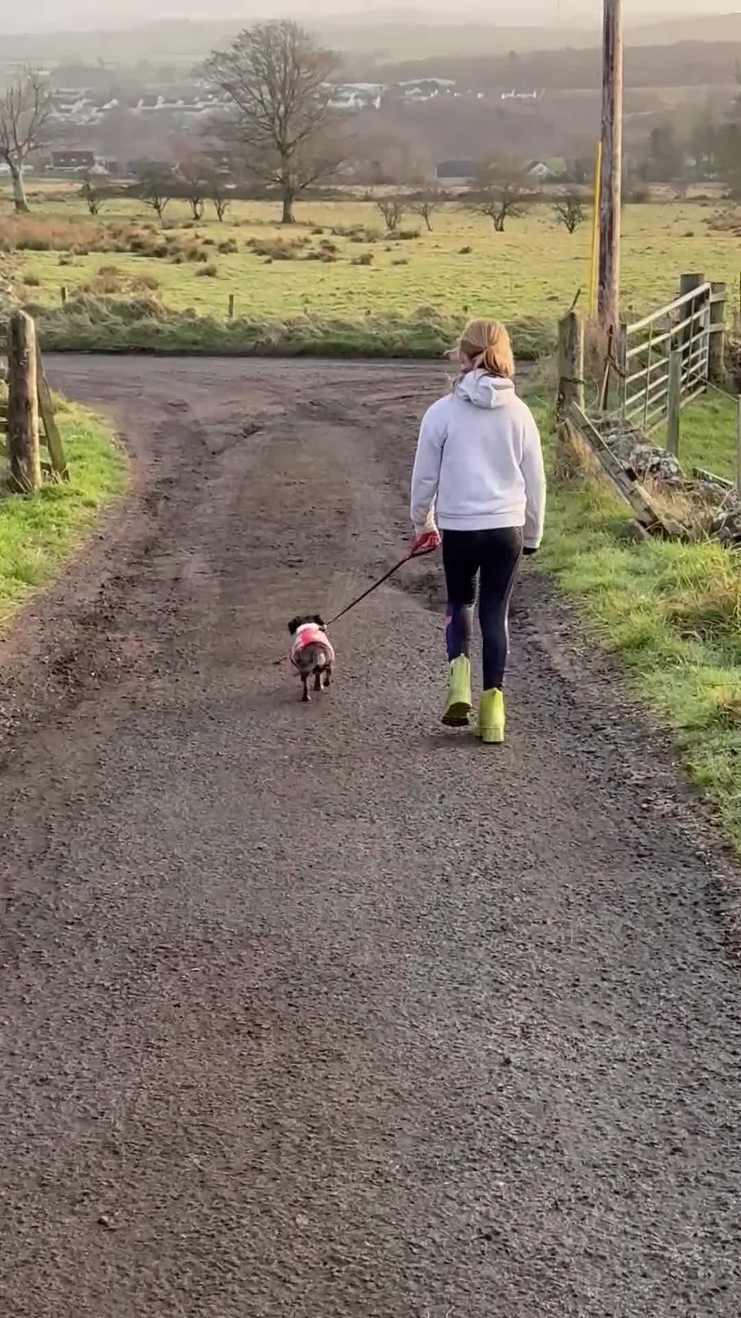 Miniature Dachshund dogs for sale: Adult Blue Dapple Boy - Video 1