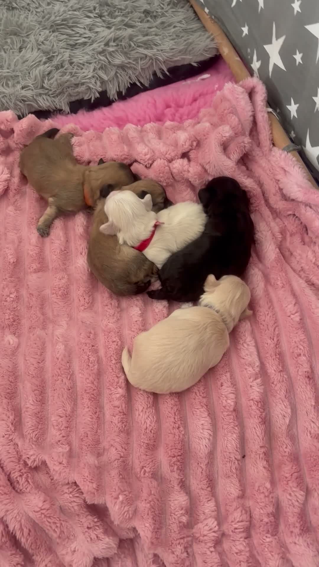 Maltipoo dogs for sale: F1 adorable tiny Maltipoo puppies in Chester - Video 2