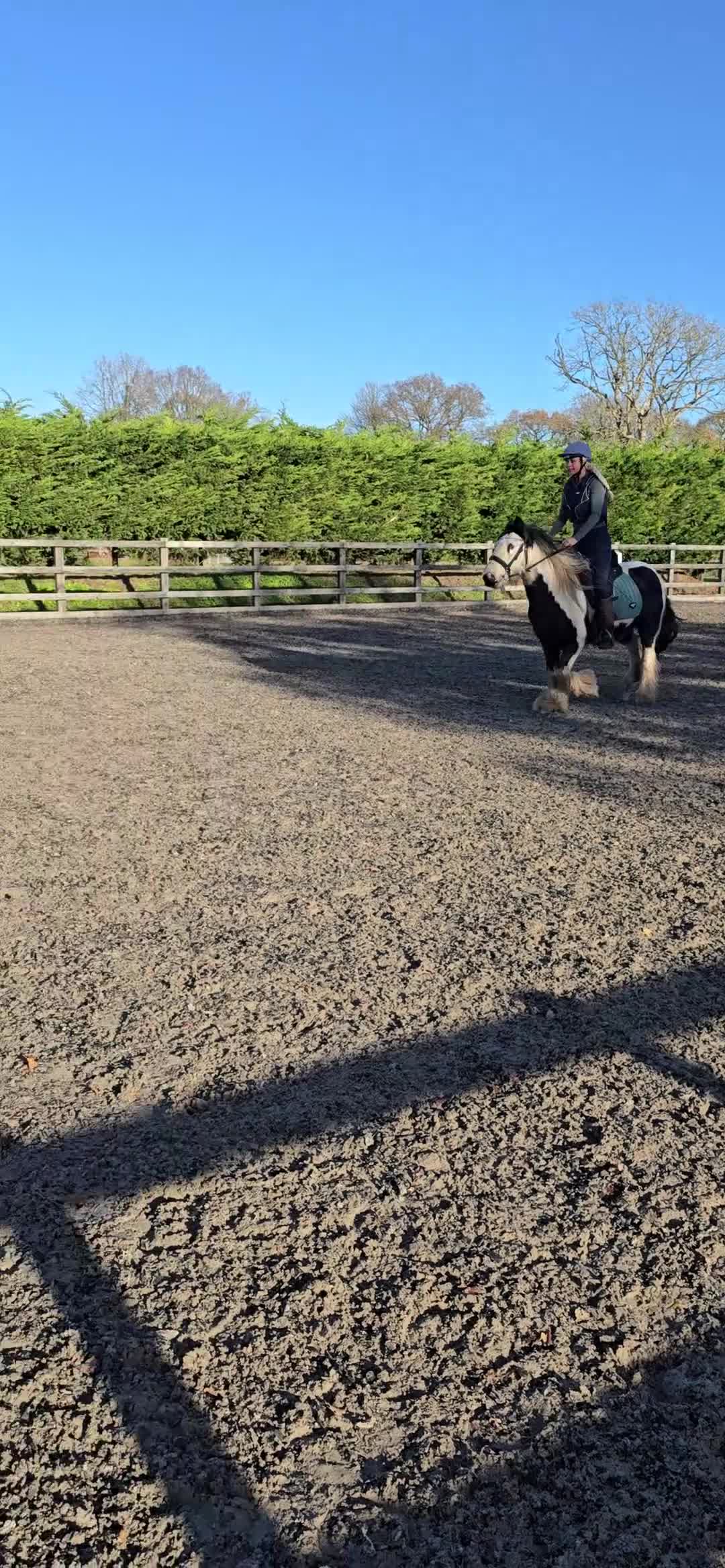 Irish Cob horses for sale: 13.1h Gypsie Cob gelding. - Video 1