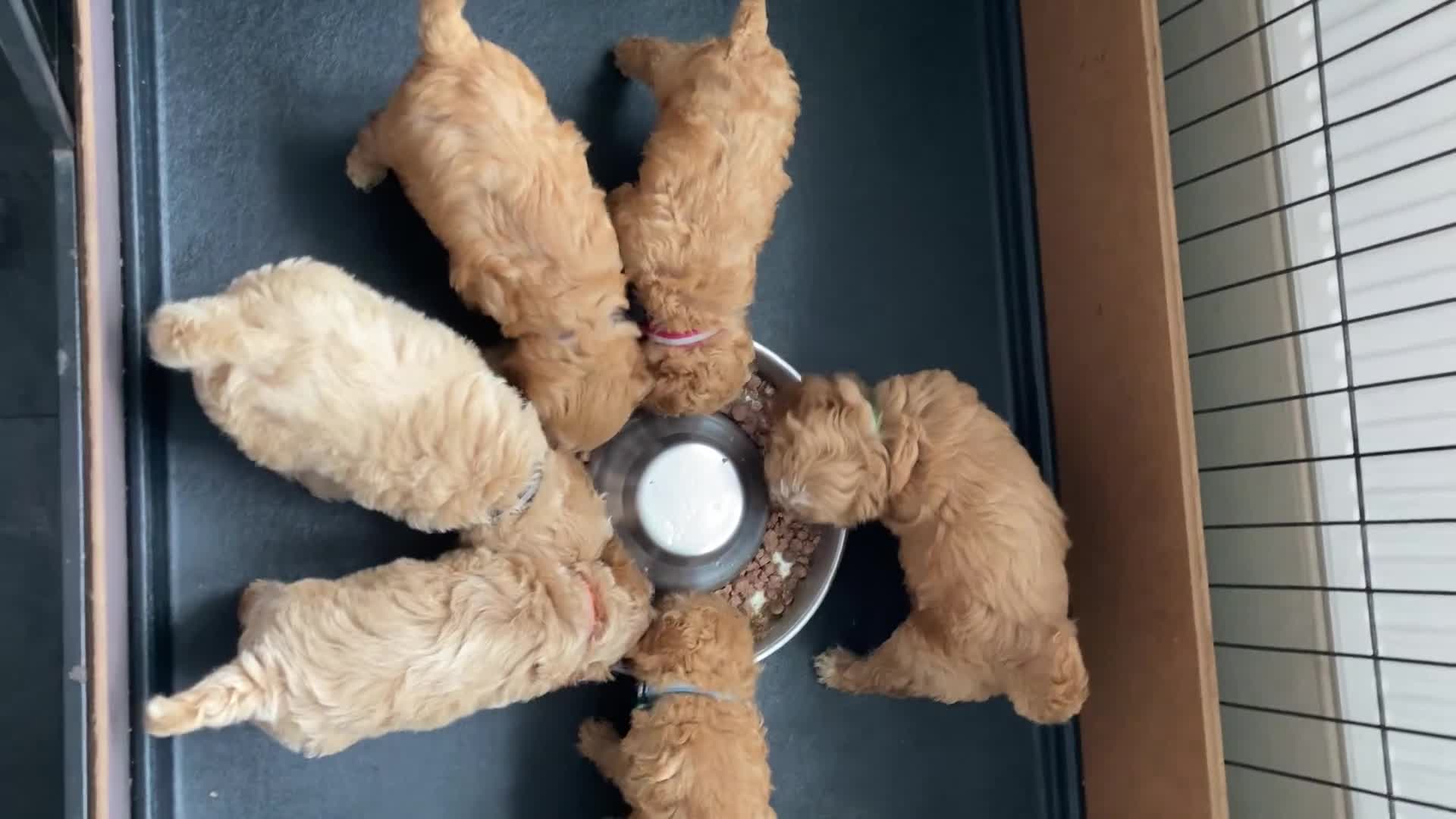 Cavapoochon dogs for sale: 🐾Beautiful F1b Cavapoochon Puppies 🐾 - Video 1