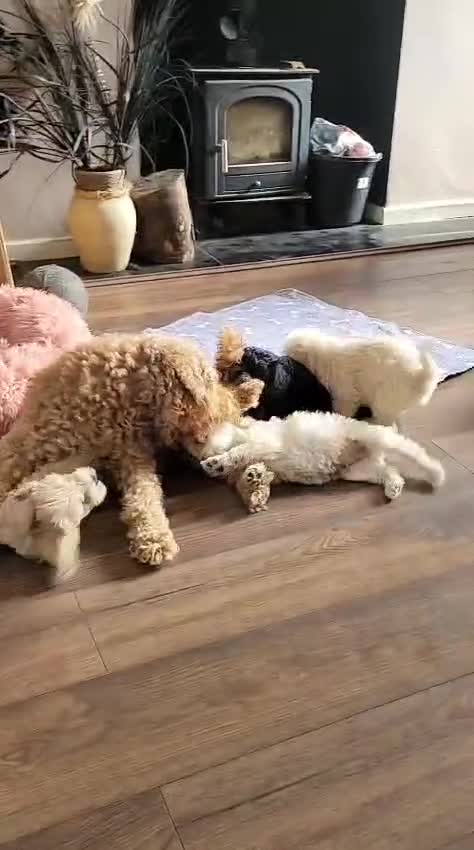 Mixed Breed dogs for sale: Cockerpoo/schnauzer - Video 1