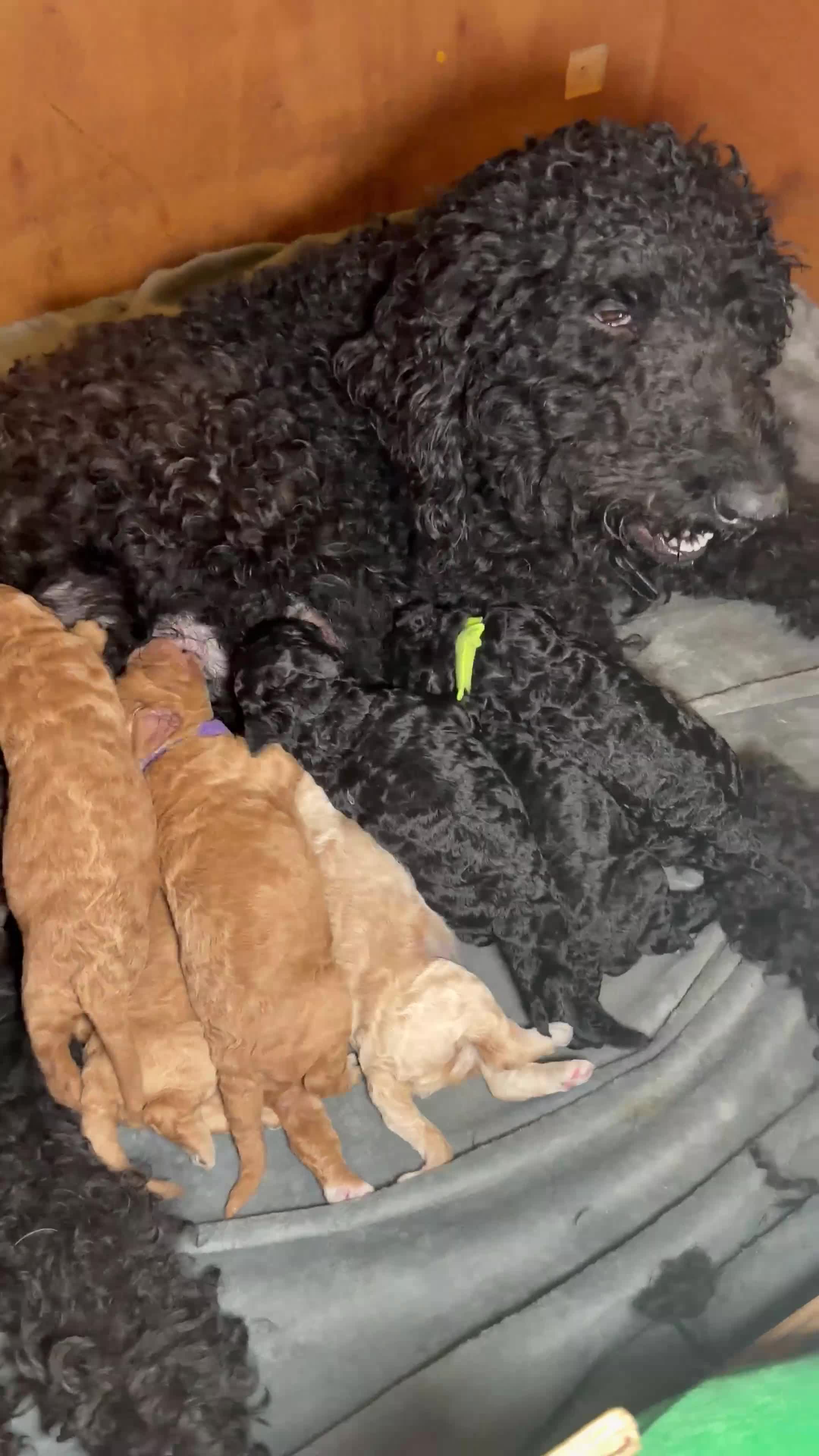 Goldendoodle dogs for sale: Beautiful Rainbow Litter of Goldendoodles - Video 1