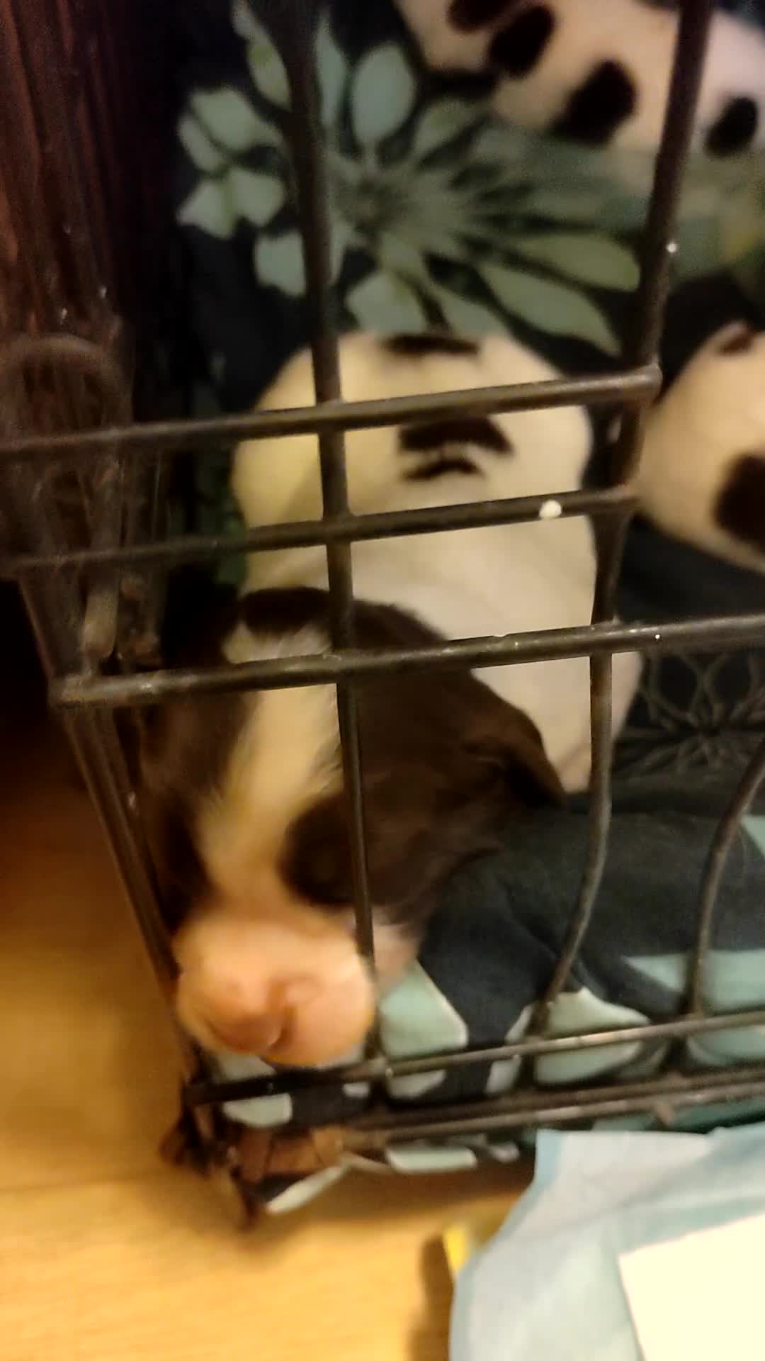 English Springer Spaniel dogs for sale: 🌟 Beautiful Springer Spaniel Litter - Video 1