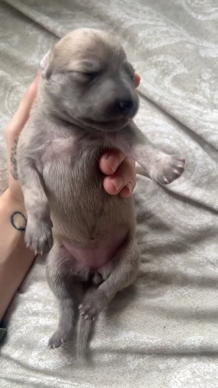 Whippet dogs for sale: 2 Whippet Pups one male one female - Video 5