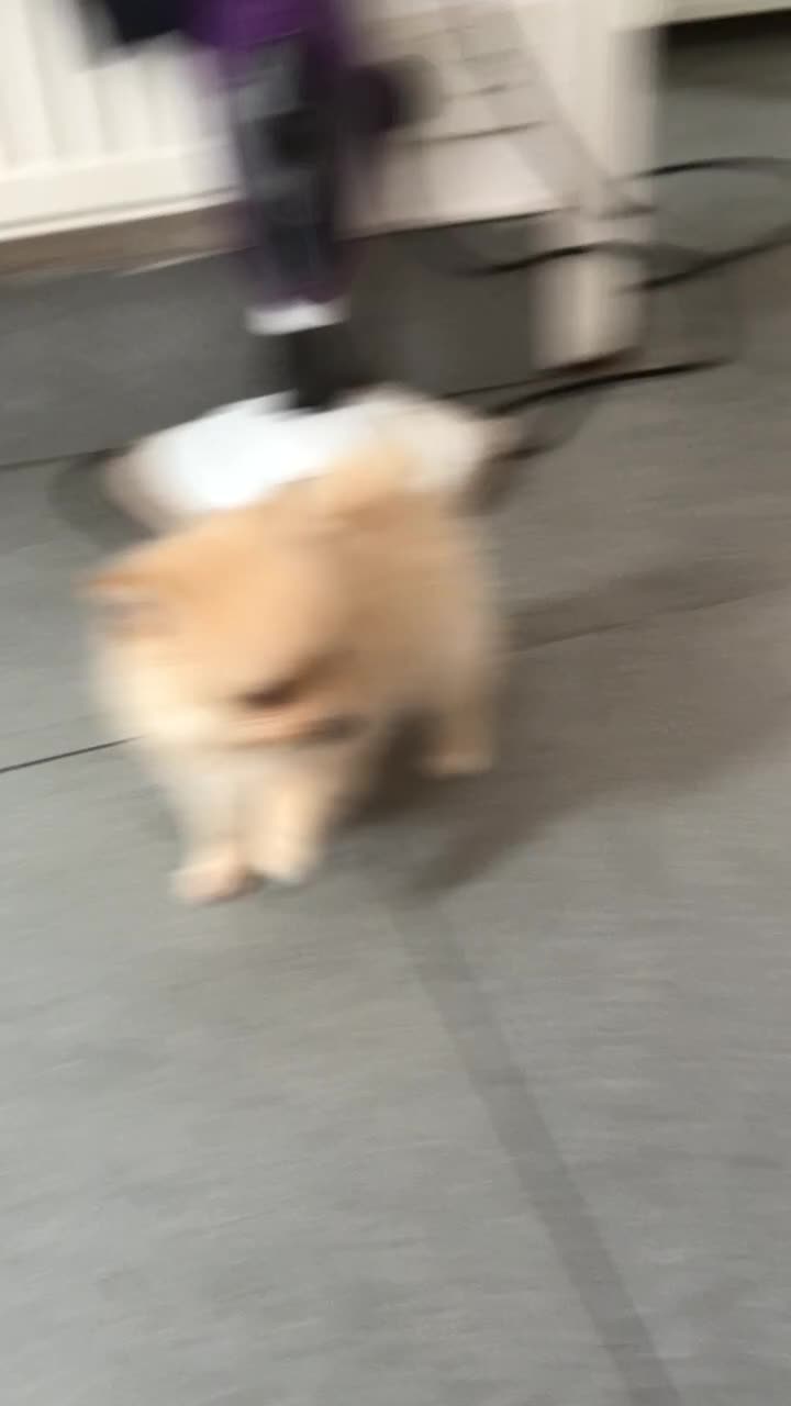 Pomeranian dogs for sale: Two Adorable Pomeranian Boys Still Available!  - Video 3