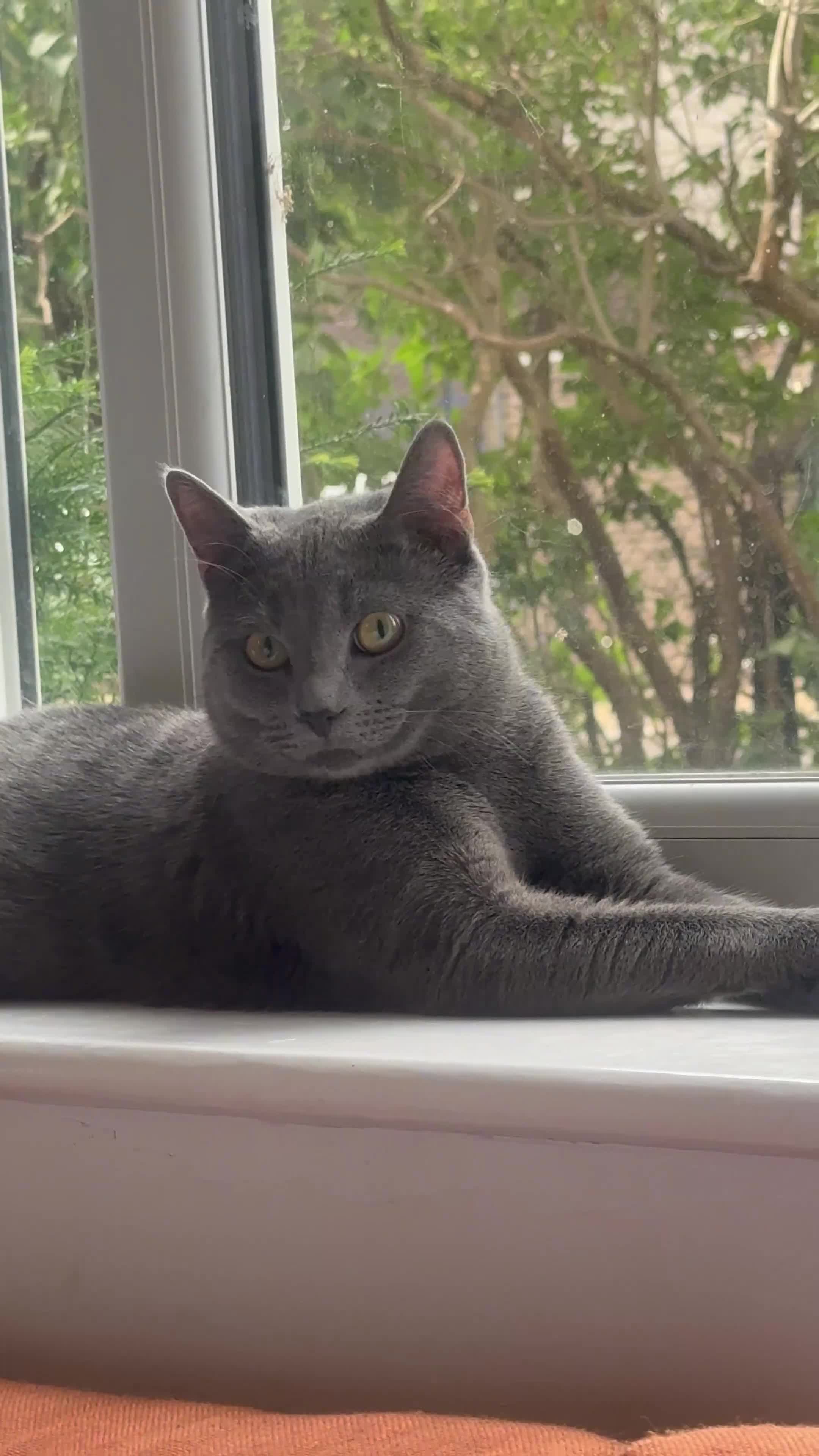 Mixed Breed cats for stud: Russian Blue × Chartreux Cross | Stud & Mating  in London - Video 1