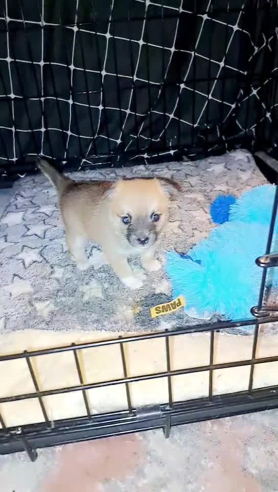 Pomchi dogs for sale: beautiful 5week old pomchi girl puppy  - Video 3