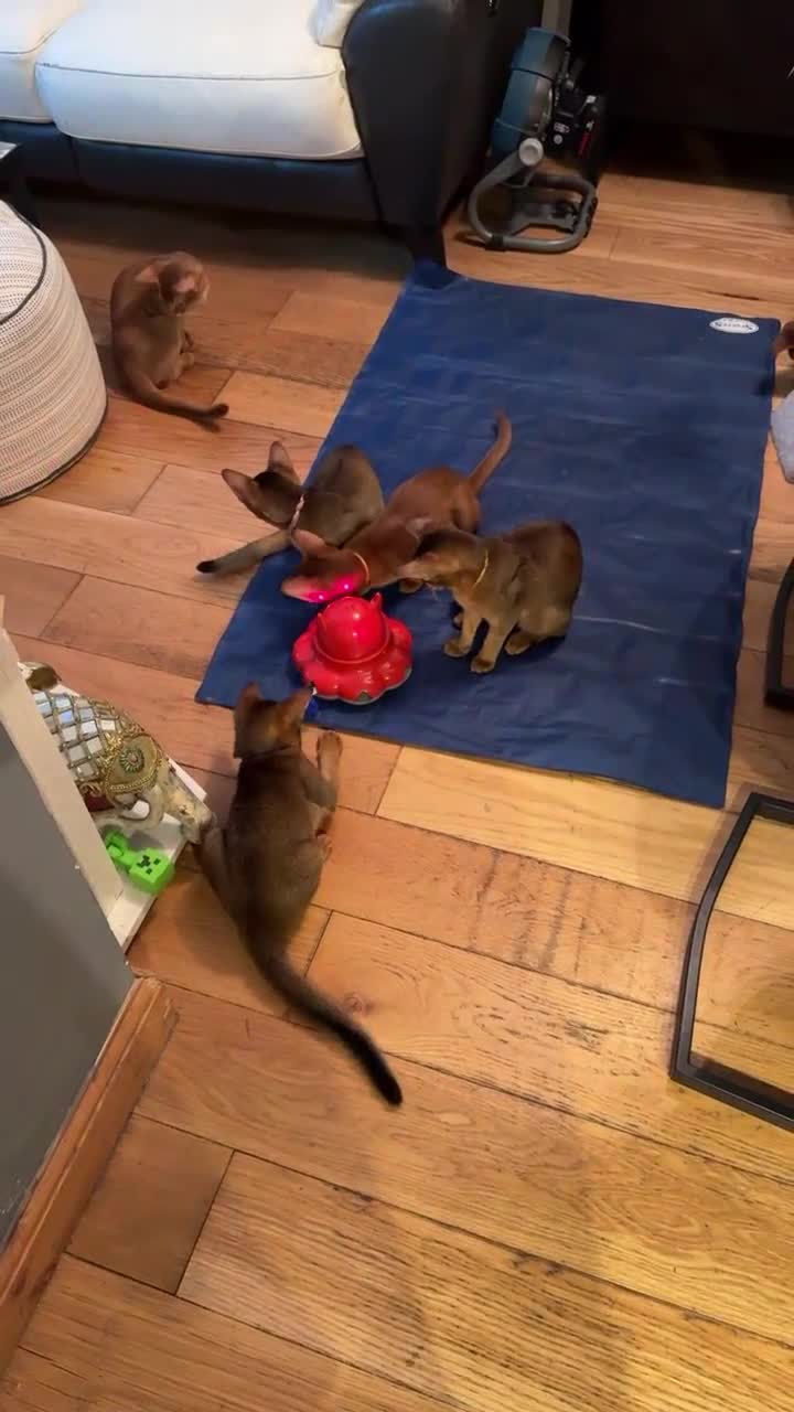 Abyssinian cats for sale: Abyssinian kittens looking for their new home - Video 1