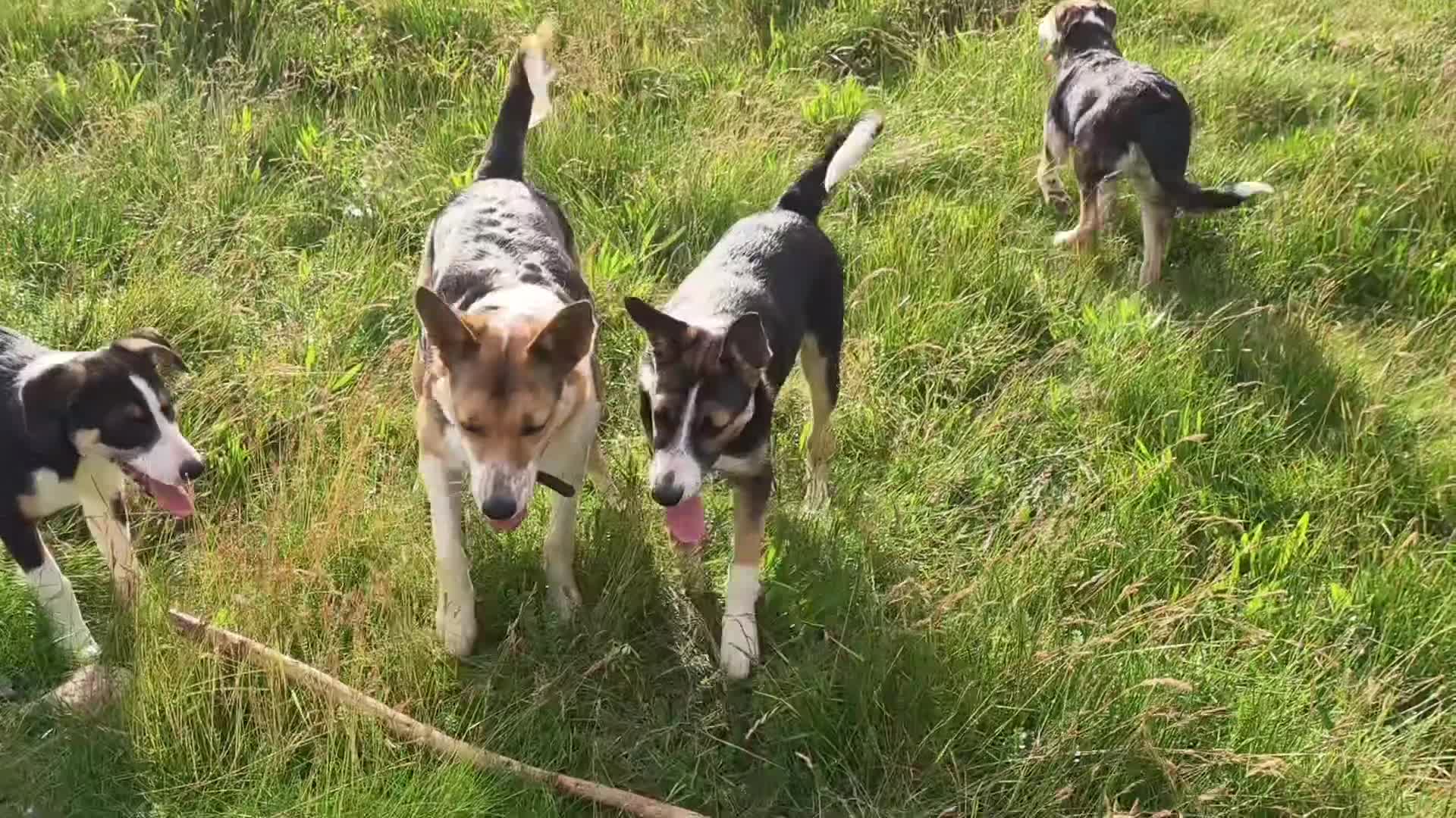 Border Collie dogs for sale: Tri Coloured Border Collie Pups - Video 1
