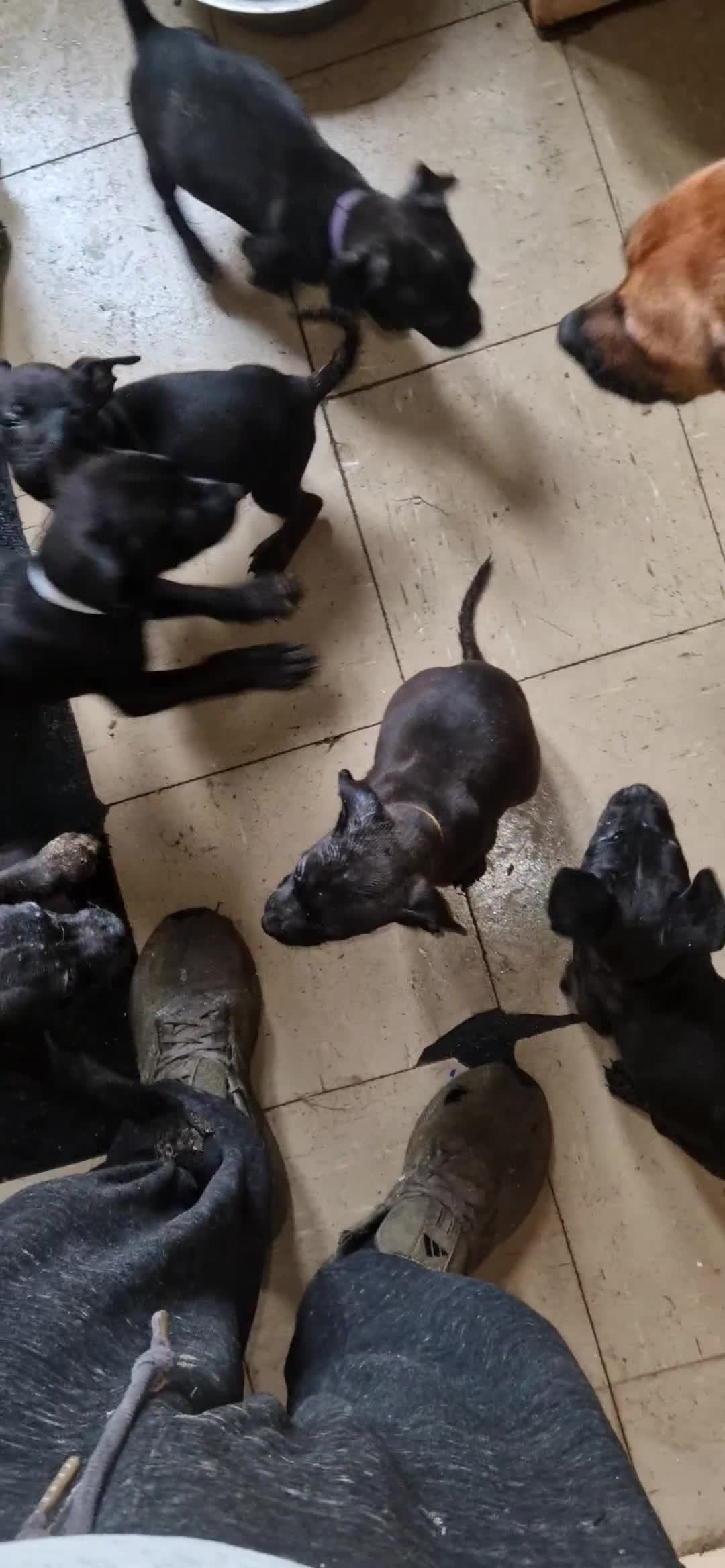 Mixed Breed dogs for sale: ​Stunning Spaniel x Retriever x Staffy Pups - Video 1