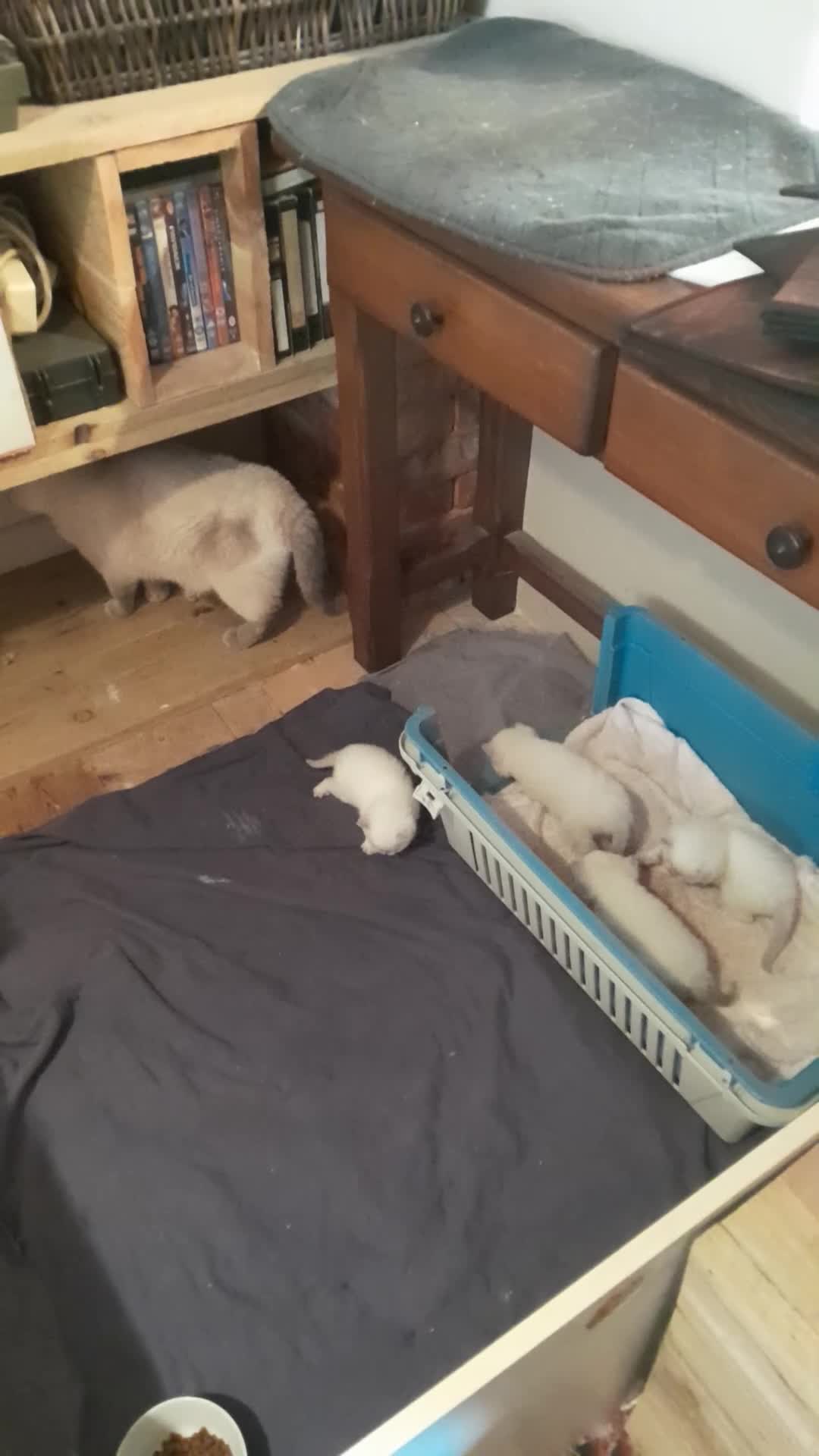 British Shorthair cats for sale: British Shorthair Lilac Colourpoint Kittens - Video 1
