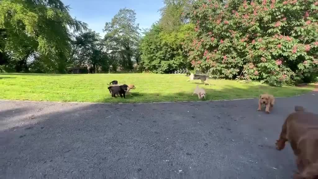 Labrador Retriever dogs for sale: Kc lab pups  - Video 1