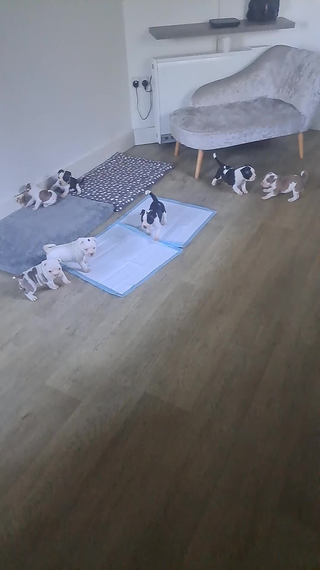Dorset Olde Tyme Bulldogge dogs for sale: Olde tyme English bulldogs - Video 1