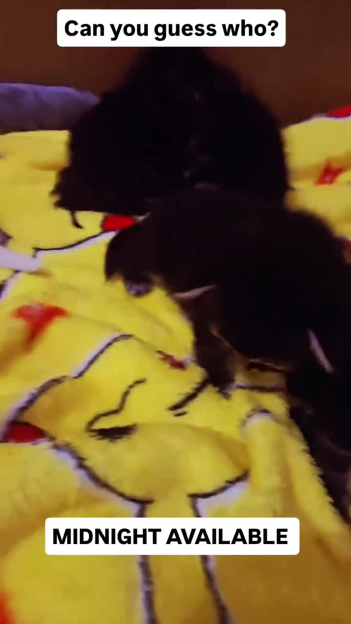Maine Coon cats for sale: Maincoone  - Video 1