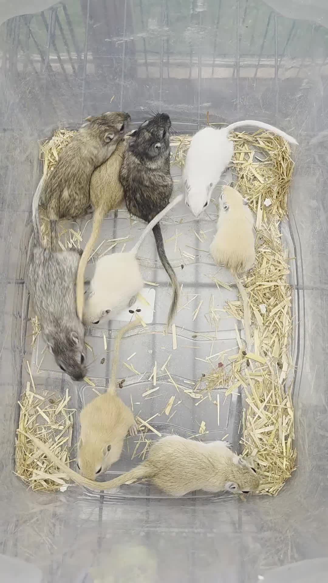 Gerbil rodents for sale: Baby Gerbils  - Video 1