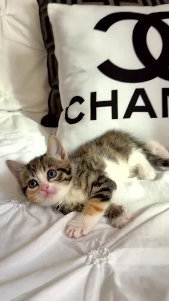 Mixed Breed cats for sale: kittens for sale  - Video 1