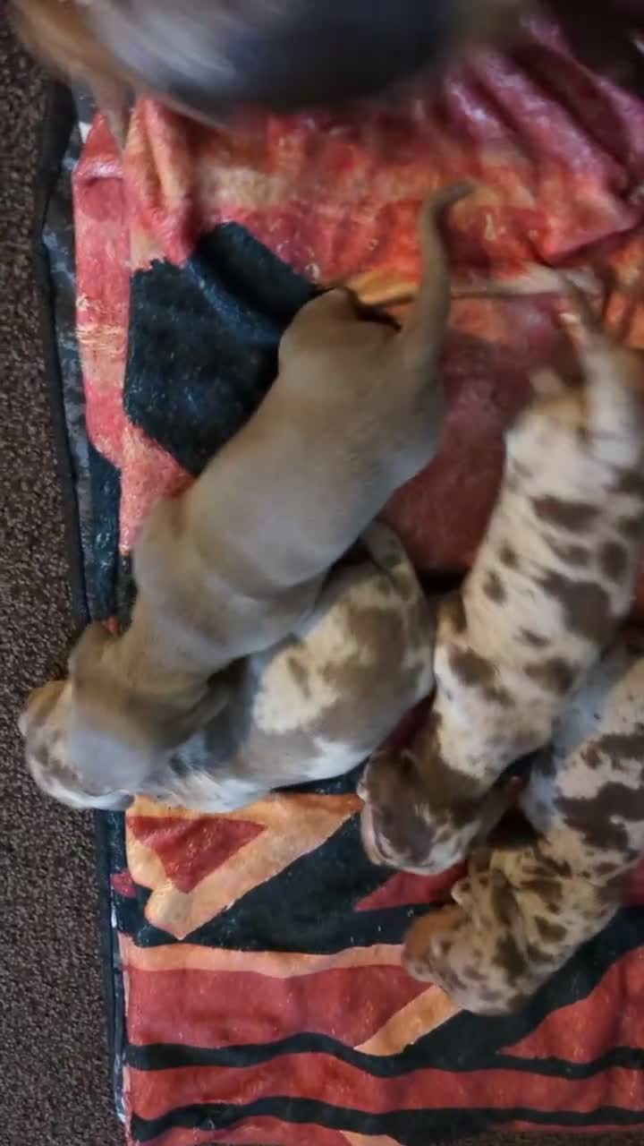 Miniature Dachshund dogs for sale: Miniature Dachshund Puppies For Sale  - Video 1