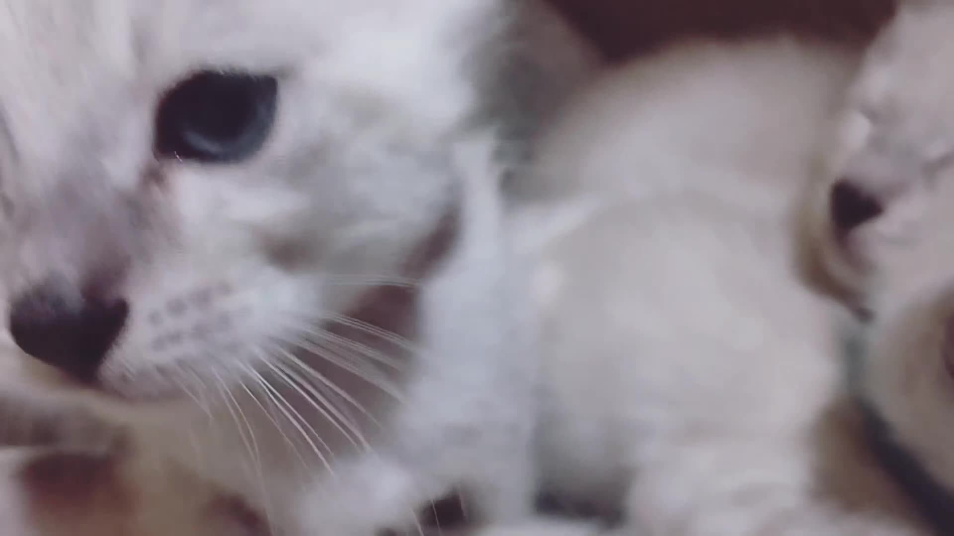 Siamese cats for sale: EXCEPTIONAL SNOW KITTENS WITH BRIGHT BLUE EYES - Video 4