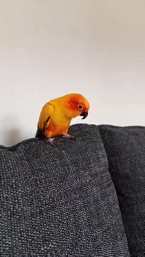 Conures birds for sale: Beautiful Sun Conure with Large Cage & Accessories - Video 1