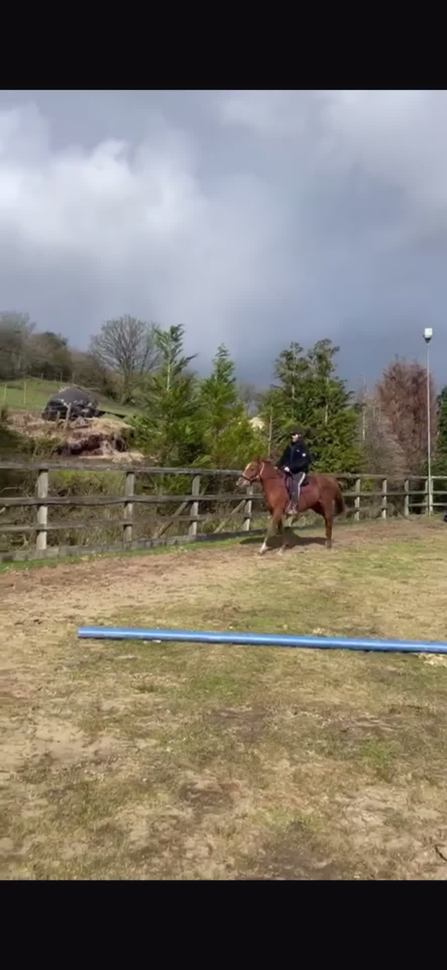 English Thoroughbred horses for sale: Lovely TB Chesnut Mare 2020 - Video 3