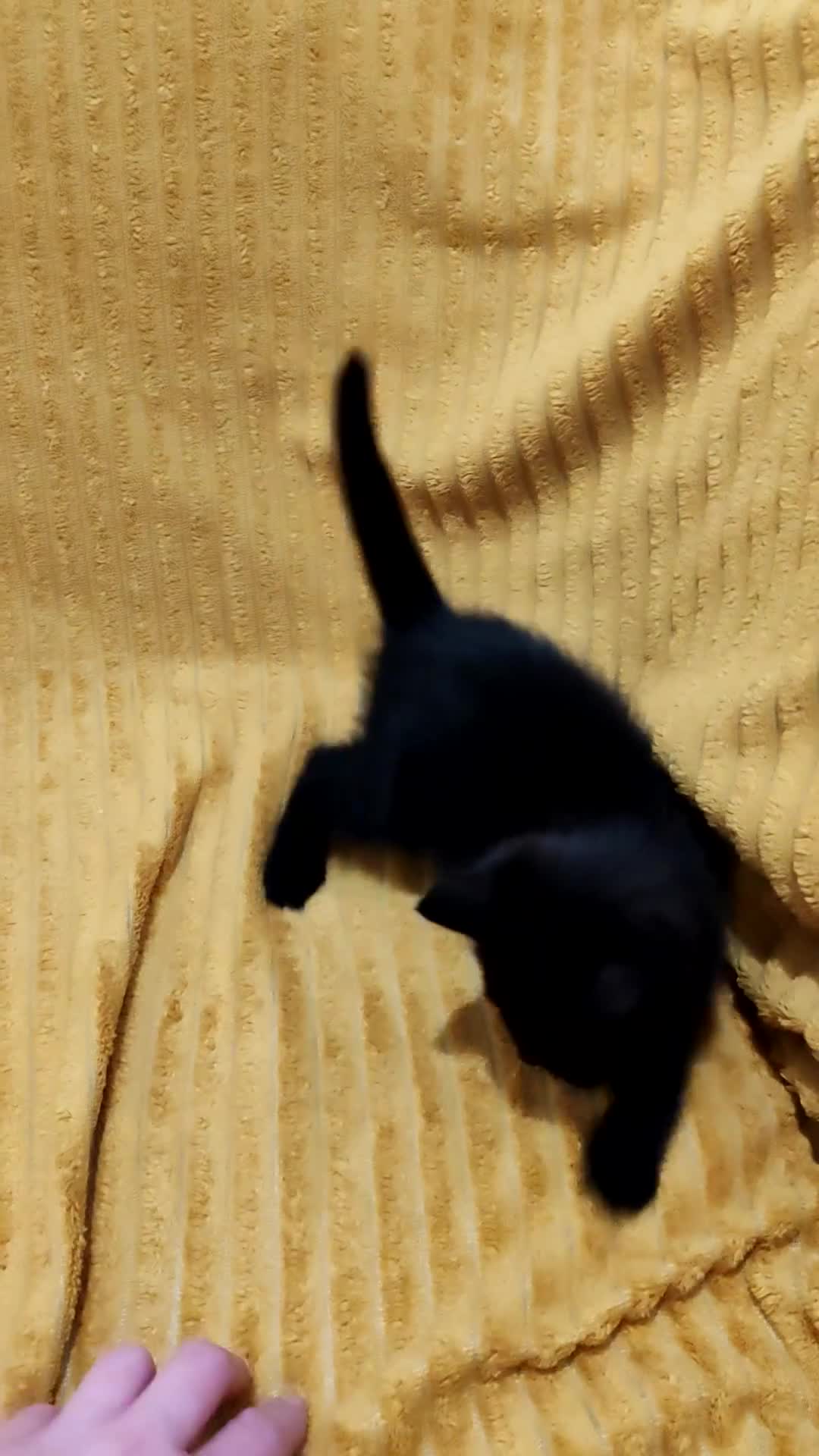 Mixed Breed cats for sale: Half Maine Coon kittens VIDEOS - Video 1