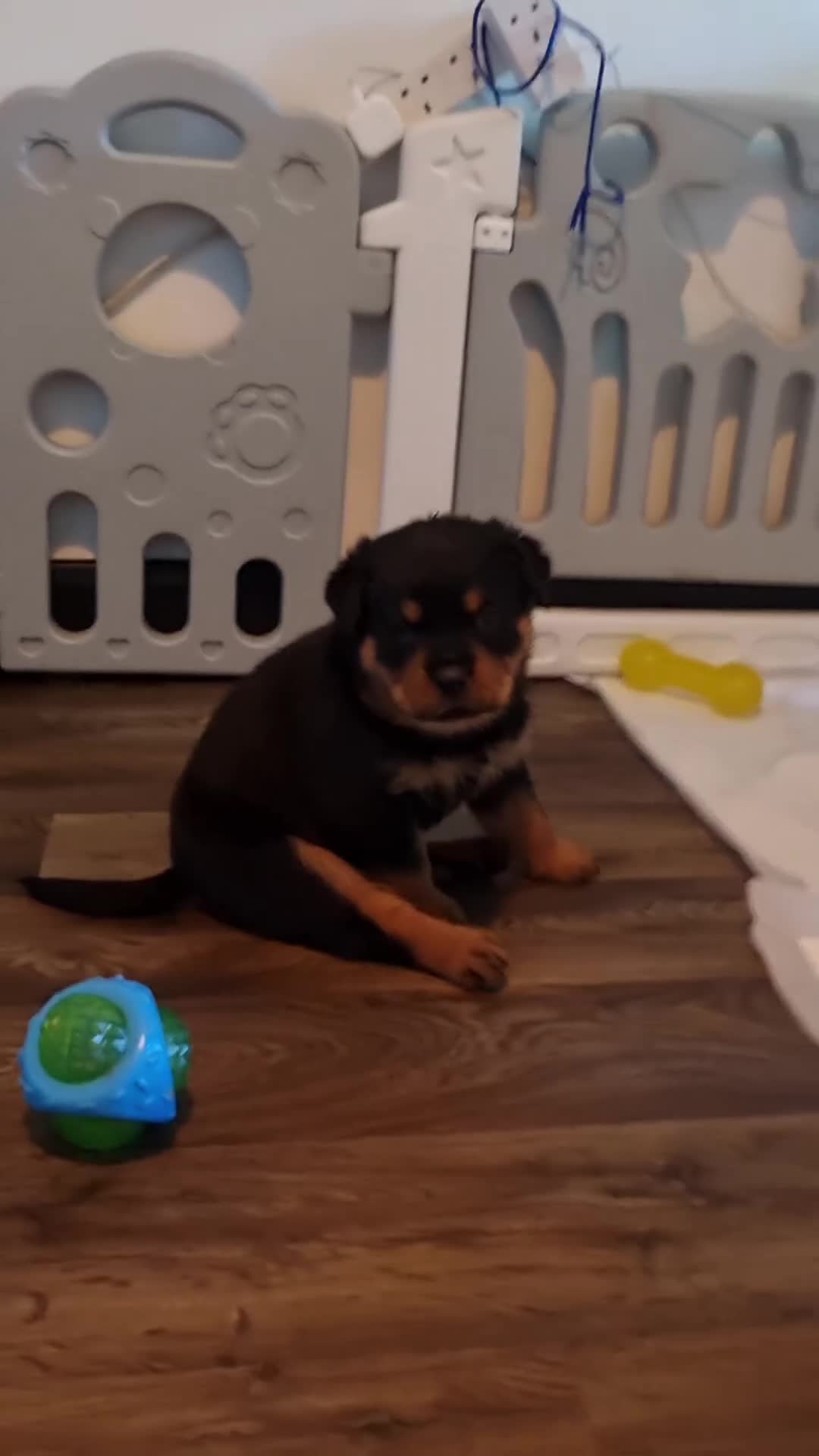 Rottweiler dogs for sale: Rottweiler pups  - Video 1