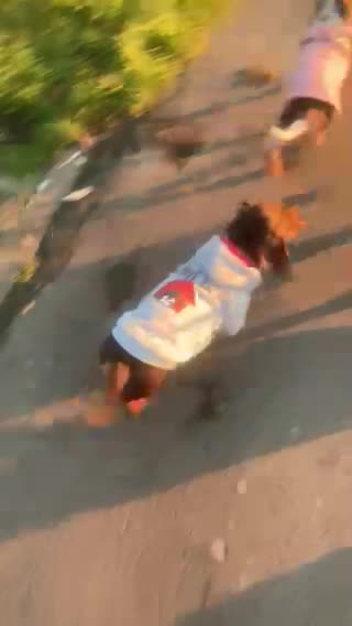 Miniature Dachshund dogs for stud: KC Miniature Dachshund (smooth coat ) for stud in Liverpool - Video 1