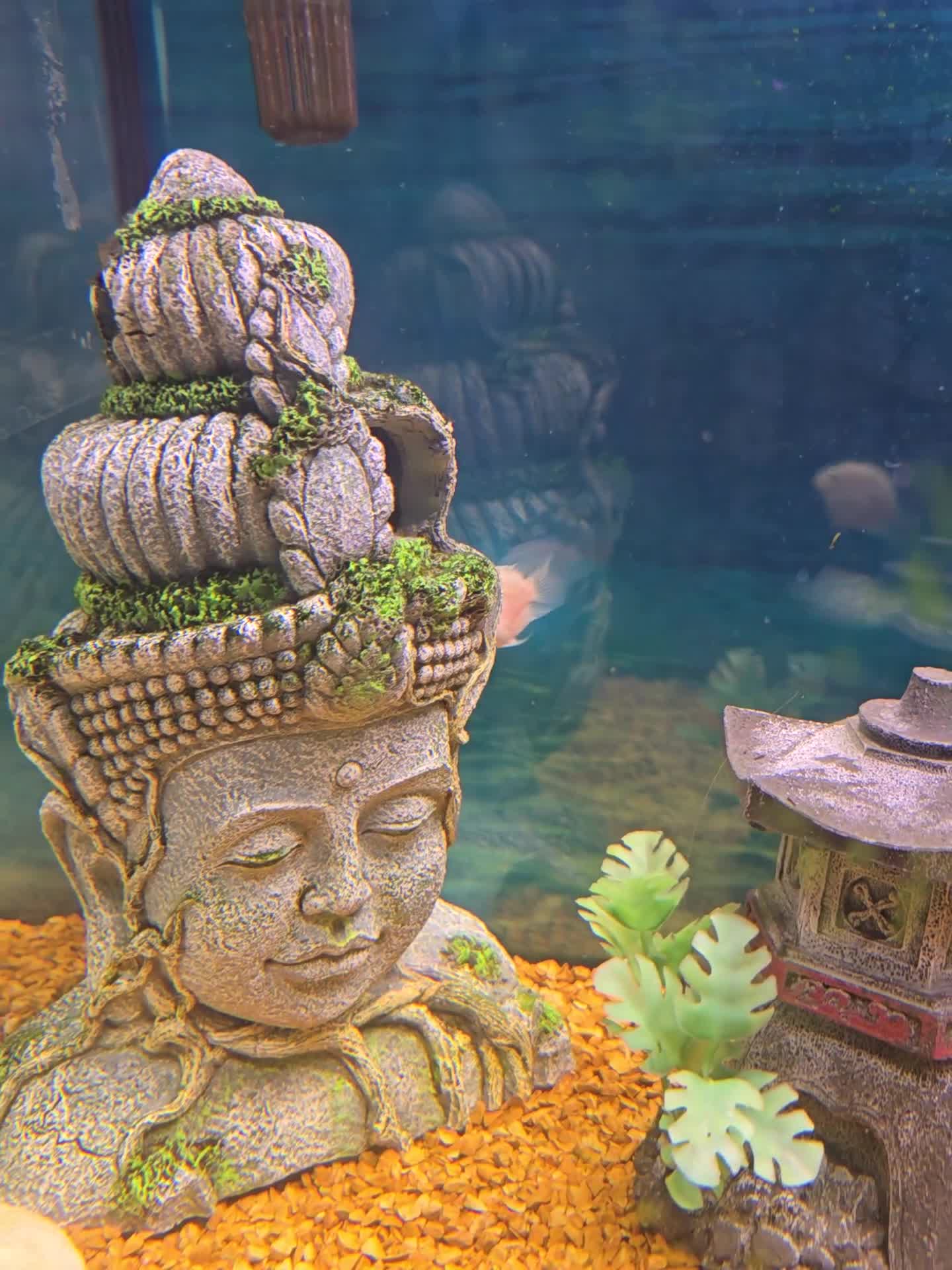 Cichlids fish for sale: Platinum parrot fish proven breeding pairs in Accrington - Video 1