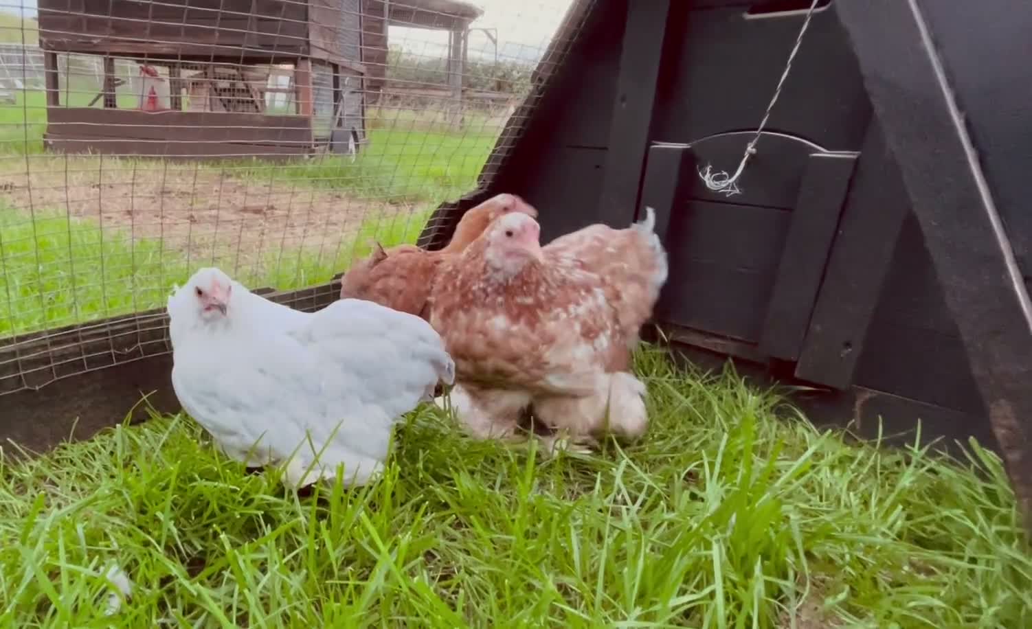 Chickens poultry for sale: Pekin bantam girls  in Malvern - Video 1