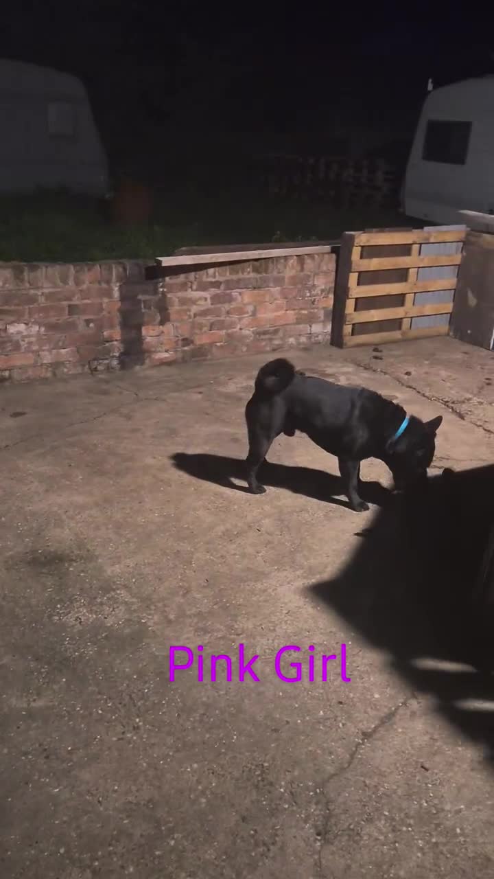 Mixed Breed dogs for sale: Shar Pei x Chow Last Pup available  - Video 1