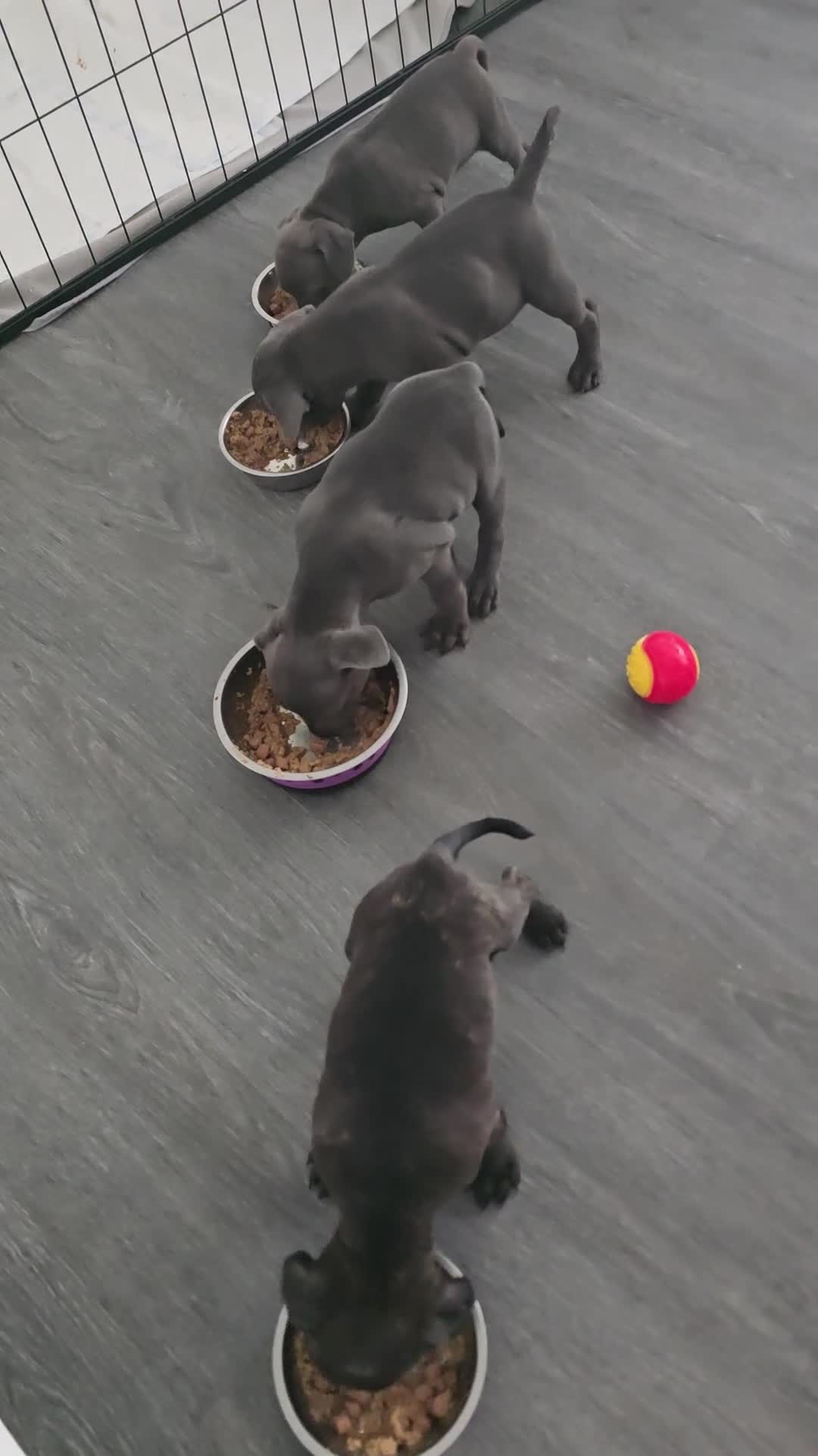 Staffordshire Bull Terrier dogs for sale:  Tracy - Video 1