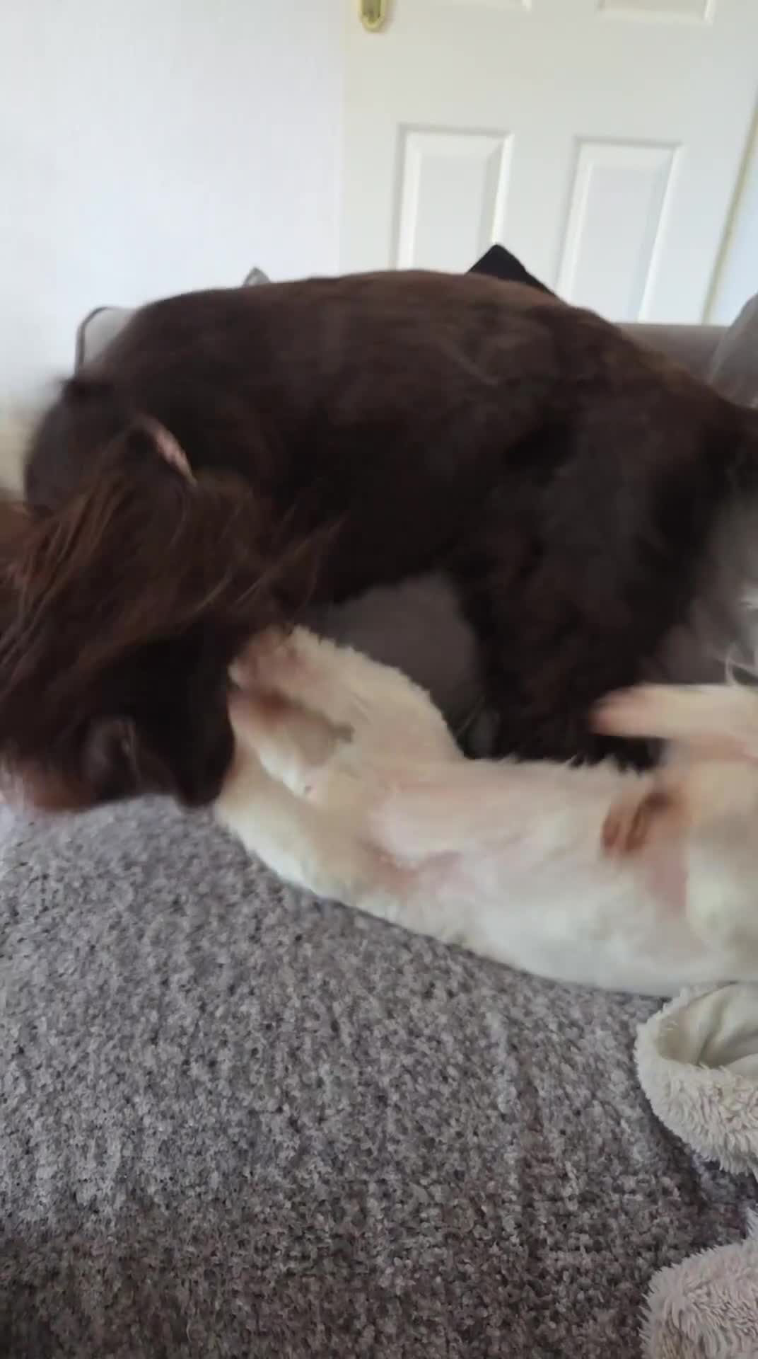 Sprocker dogs for sale: Needing long walks and socializing - Video 1